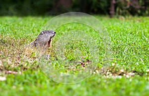 Groundhog watches the environment outside his burrow