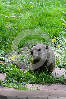 Groundhog or Woodchuck Eating Dandelion Leaf - Marmota monax