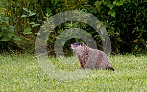 Groundhog or Woodchuck, marmota monax