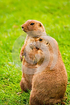 Groundhogs