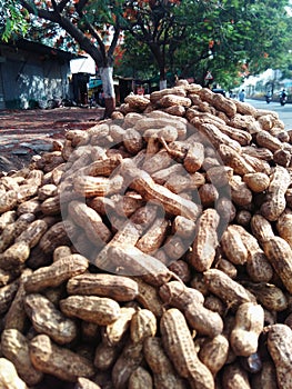 Groundnut