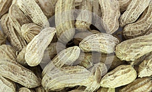 Groundnut photo