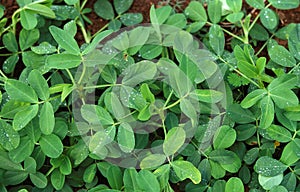 Groundnut, arachis hypogaea, Plant producing Peanuts