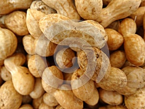 Groundnut, peanut, Arachis hypogaea