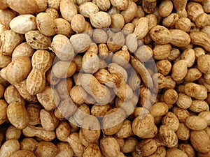 Groundnut, peanut, Arachis hypogaea