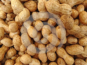 Groundnut, peanut, Arachis hypogaea