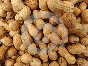 Groundnut, peanut, Arachis hypogaea