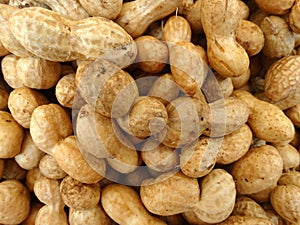 Groundnut, peanut, Arachis hypogaea