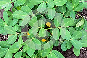 Groundnut or peanut leaves background