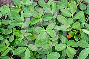 Groundnut or peanut leaves background