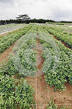 Groundnut plantation patch.