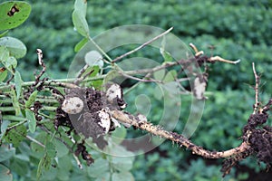 Groundnut seed plants indian gujrat  crop