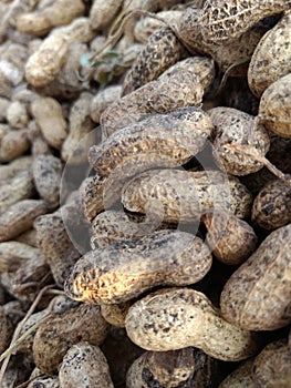 Groundnuts