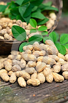 Groundnuts on wood table