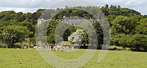 Fallow Deer herd at Bovey Castle