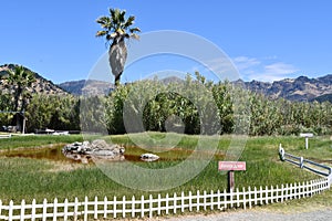 Grounds of Old Faithful Geyser of California in Calistoga, California