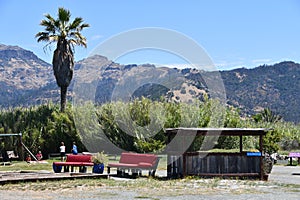 Grounds of Old Faithful Geyser of California in Calistoga, California