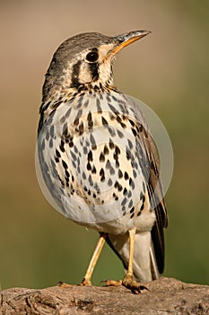 Groundscraper thrush photo