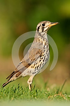 Groundscraper thrush