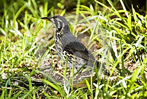 Groundscraper Thrush photo