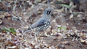 Groundscraper thrush