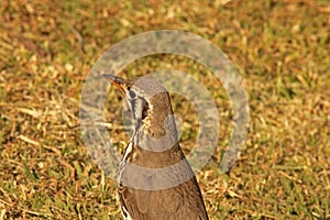 GROUNDSCRAPER THRUSH BIRD ON DRY GRASS