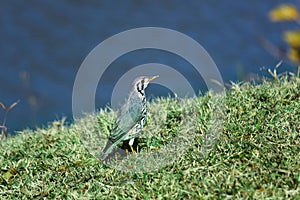 Groundscraper Thrush Bird On Grassy Riverbank Psophocichla litsitsirupa