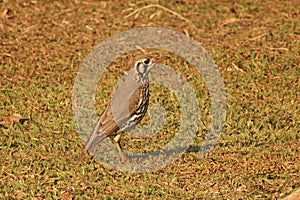 GROUNDSCRAPER THRUSH BIRD STANDING ON THE GRASS