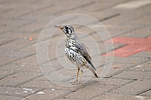 Groundscraper thrush on grey bricks in Namibia