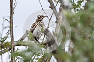 Groundscraper Thrush in Kruger National park, South Africa