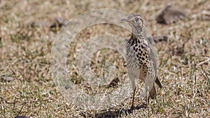 Groundscraper Thrush in Pasture