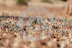 Groundscraper Thrush Psophocichla litsitsirupa on a field