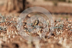 Groundscraper Thrush Psophocichla litsitsirupa on a field