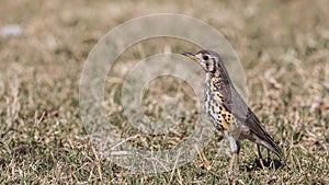 Groundscraper Thrush Looking Left