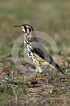 The groundscraper thrush Psophocichla litsitsirupa sitting sitting on the ground