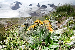 Groundsel (Senecio) on alpine pastures