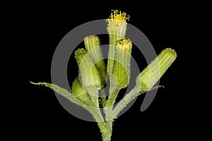 Groundsel (Senecio vulgaris). Synflorescence Closeup