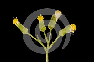 Groundsel (Senecio vulgaris). Synflorescence Closeup