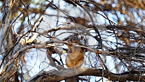 Groundsquirrel Day Out