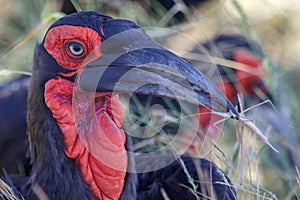 A groung hornbill in the Kruger National Park