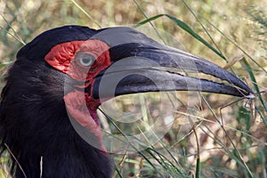 A groung hornbill in the Kruger National Park