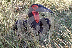 A groung hornbill in the Kruger National Park