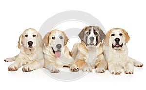 Grounp of Central Asian Shepherd puppies photo