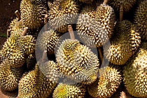 Grounp of Durian