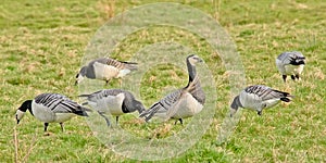 Grouop of barnacle geese in a meadow