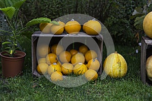 grouop of gourds or pumpkins