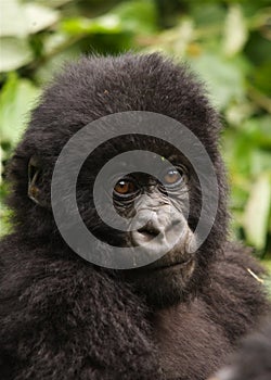 Group 13 young Male Mountain Gorilla