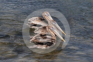 Group of 3 Brown Pelicans swimming. On the island of Aruba.