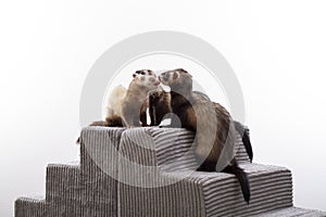 Group of 3 Ferrets Grooming Each Other