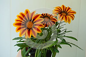 Group of 3 flowers of Gazania rigens Big Kiss Yellow Flame in May